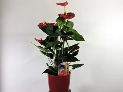 Anthurium Rojo