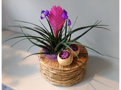 Plantas
