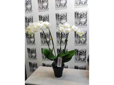 Orquidea Blanca