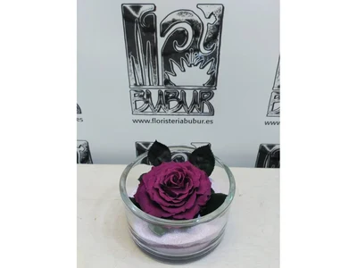 Rosa Preservada Morada