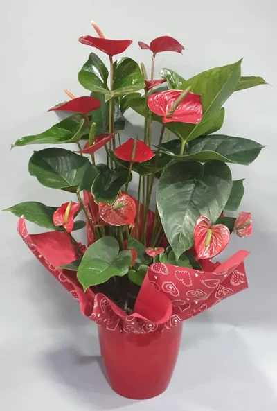 Anthurium Rojo