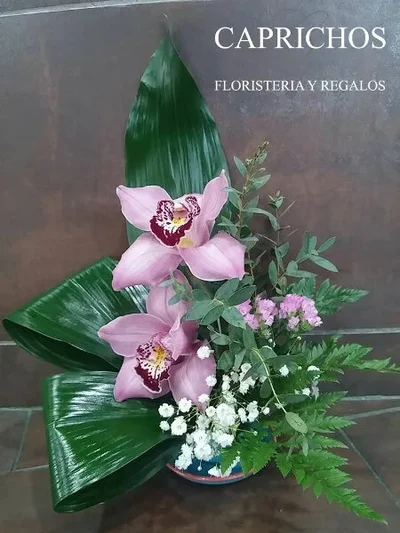 Centro de Orquideas Cymbidium