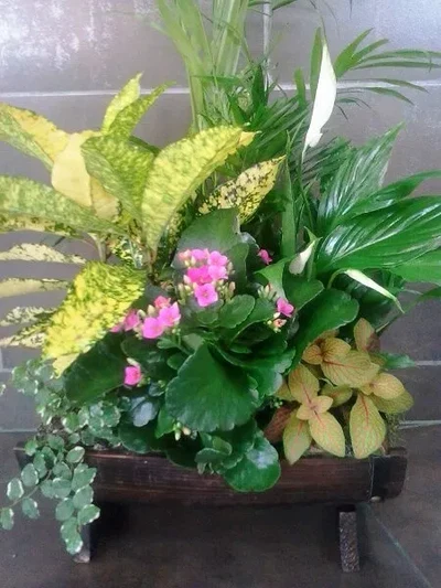 Centros de Plantas