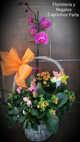 Cesta de Plantas con Orquidea