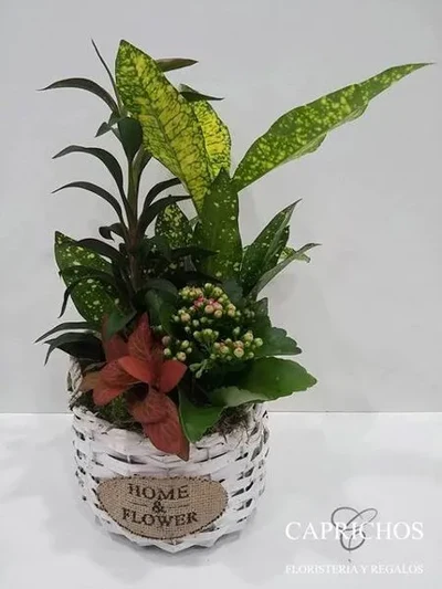 Cesta de Plantas