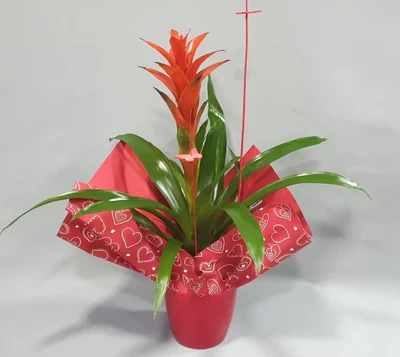 Guzmania
