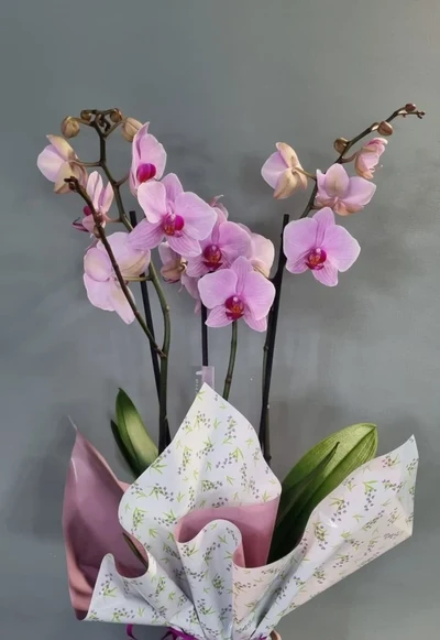 Plantas