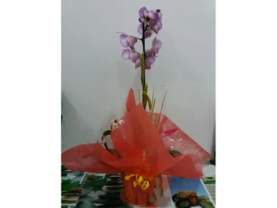 Plantas