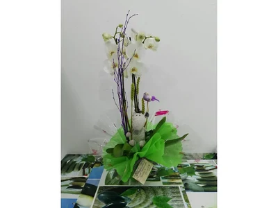 Nacimiento