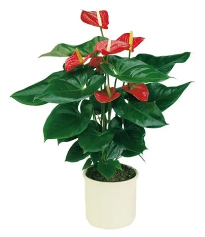 Anthurium Rojo