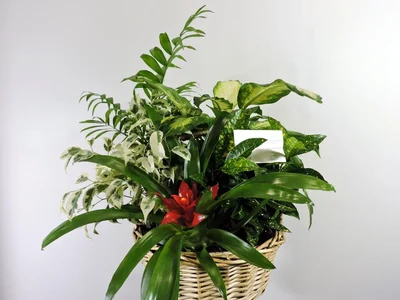 Centros de Plantas