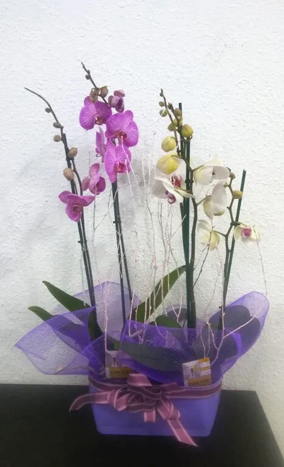 Dos Orquideas