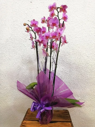 Orquidea