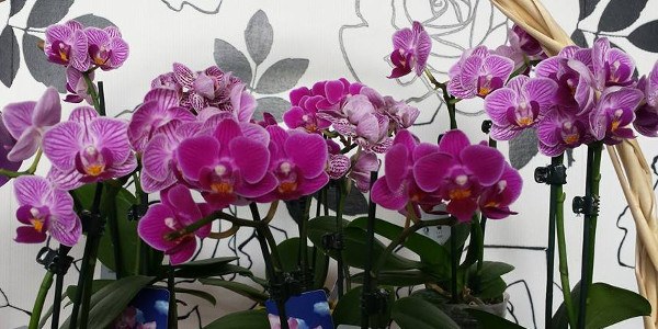 Floristería Paula