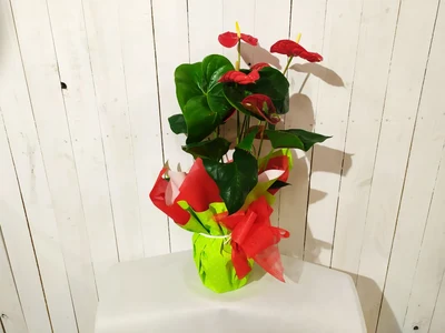 Anthurium Rojo