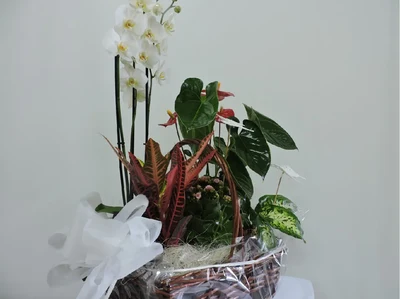 Cesta de Orquidea y Plantas de temporada