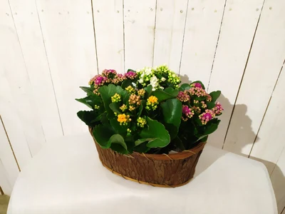 Cesta de Kalanchoes