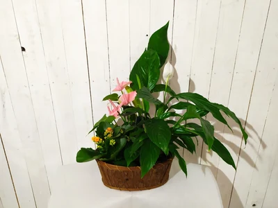 Centros de Plantas