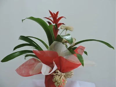 Guzmania