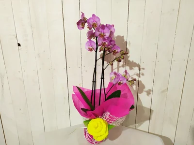 Orquidea 2 varas