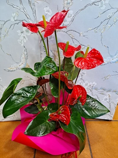 Anthurium vermell