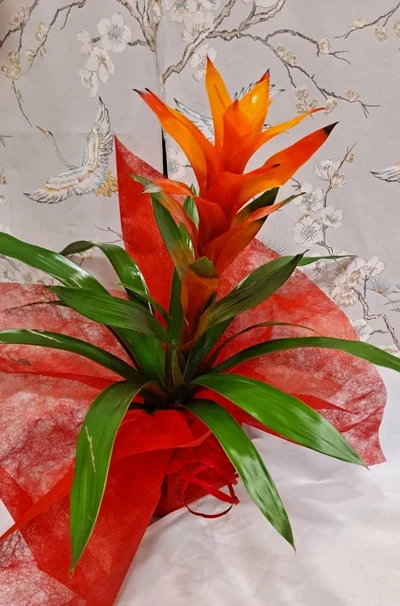 Guzmania
