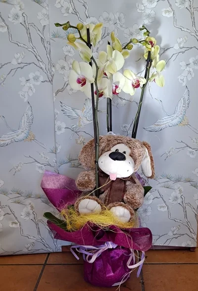 Orquídia + Peluix