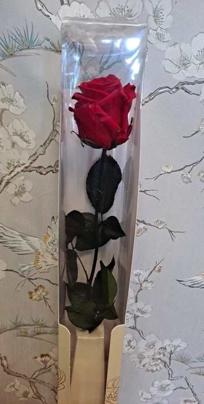 Rosa Vermella Eterna