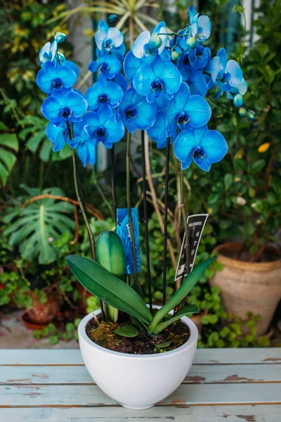 2 Orquideas Azules en macetero