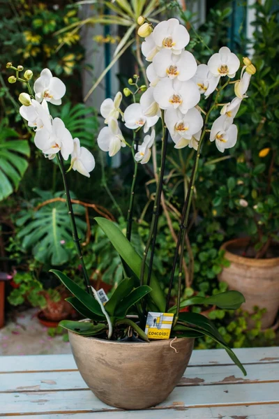 2 Orquideas Blancas en macetero