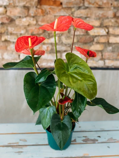 Anthurium Rojo