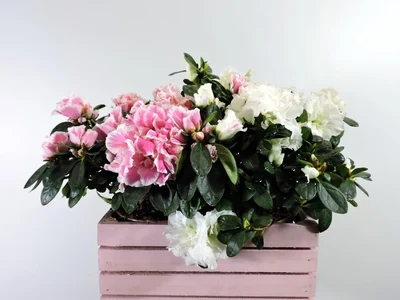 Caja de Azaleas