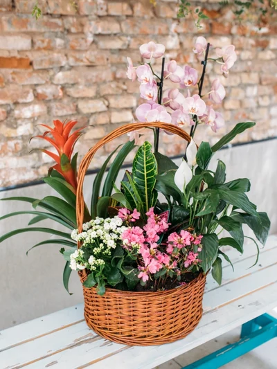 Cesta de Orquidea y Plantas