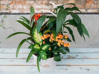 Cesta de Plantas