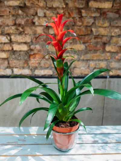 Guzmania
