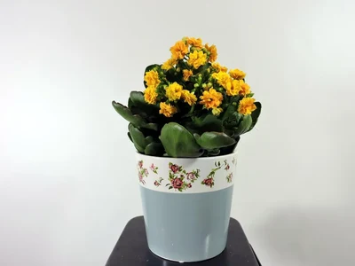 Kalanchoe Amarillo