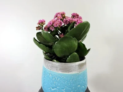 Kalanchoe Rosa