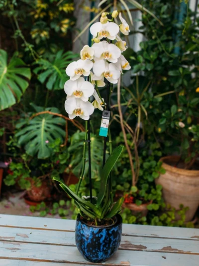 Orquidea Blanca