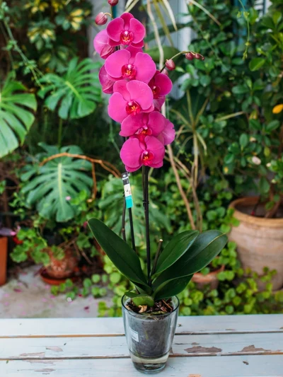 Orquidea Fucsia