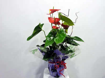 Anthurium