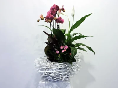Caja Nido de Plantas