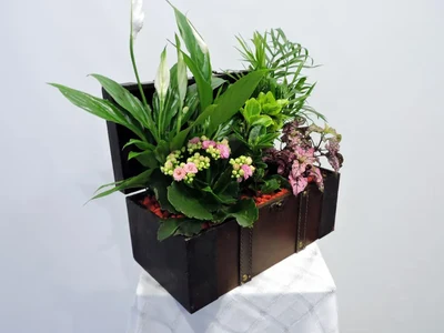 Cofre de Plantas