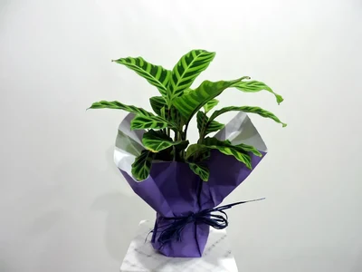 Maranta