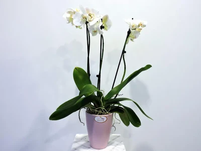 Orquidea en maceta cerámica