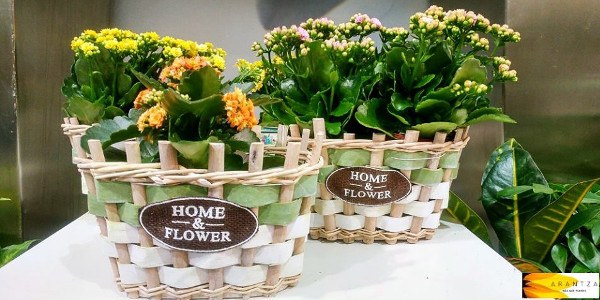 Artifresia Floristas