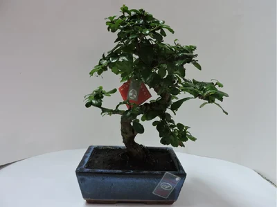 Bonsai