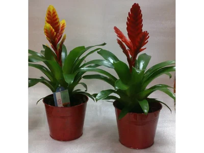 Bromelia