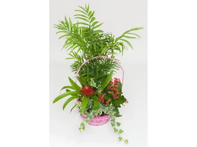 Cesta de Plantas