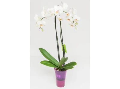 Orquidea