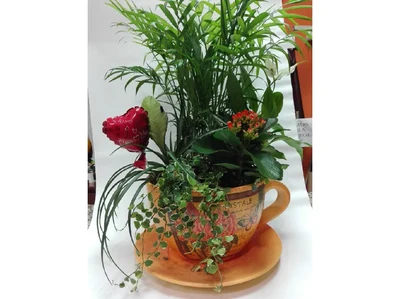 Taza de Plantas